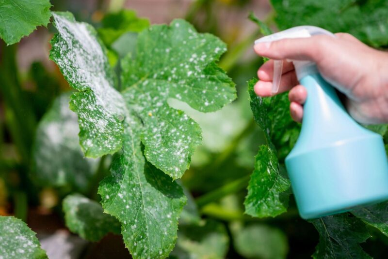 Using Spray for Powdery Mildew on Leaves