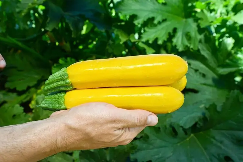 Yellowfin Zucchini