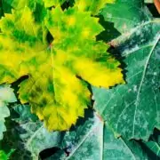 powdery mildew on zucchini leaves