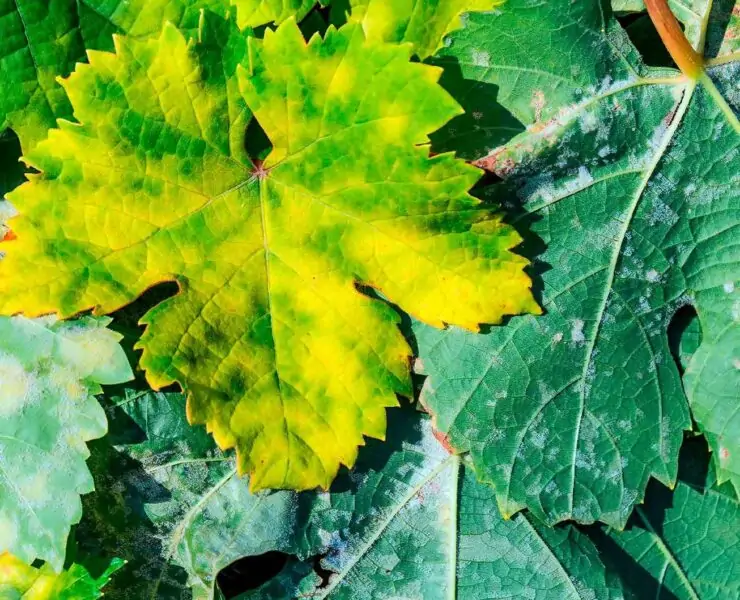 powdery mildew on zucchini leaves