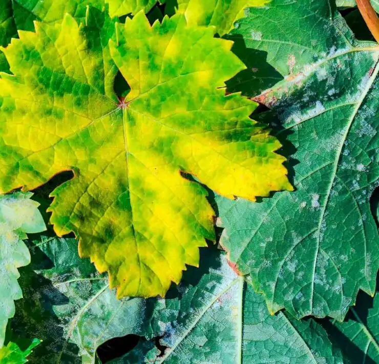 powdery mildew on zucchini leaves