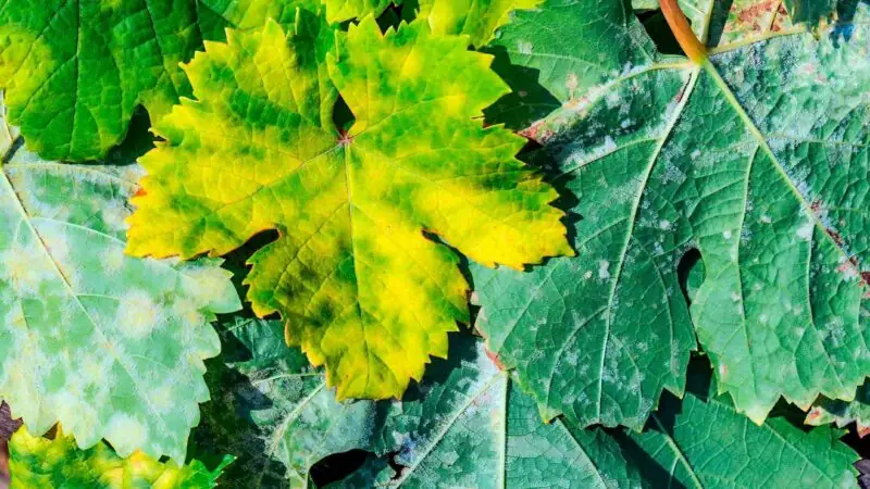 powdery mildew on zucchini leaves