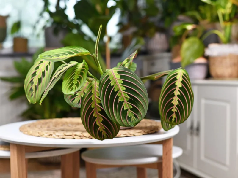 maranta calathea prayer plant