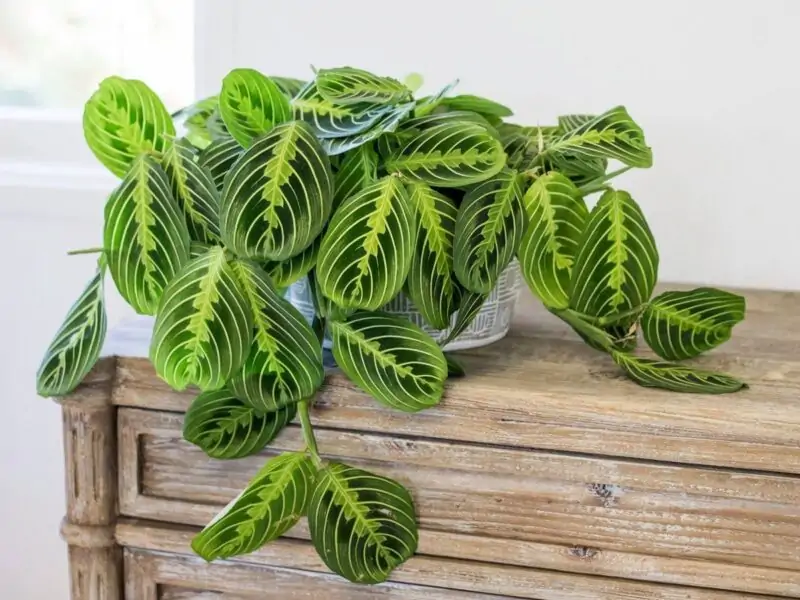 maranta prayer plant in the pot