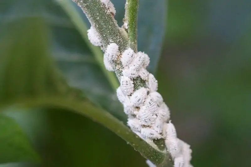 mealybugs on the green stem