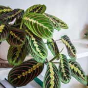 prayer plant leaves curling