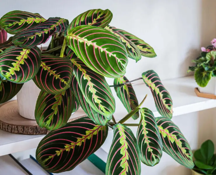 prayer plant leaves curling