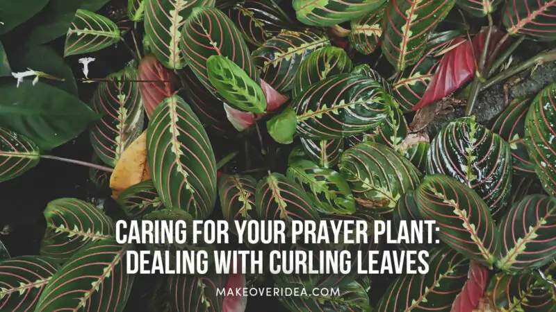 prayer plant leaves curling