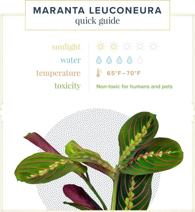 prayer plant sun watering chart