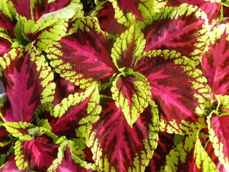 Coleus