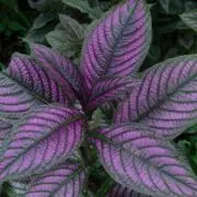 Persian Shield