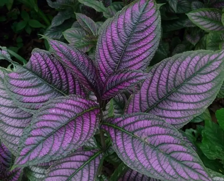 Persian Shield