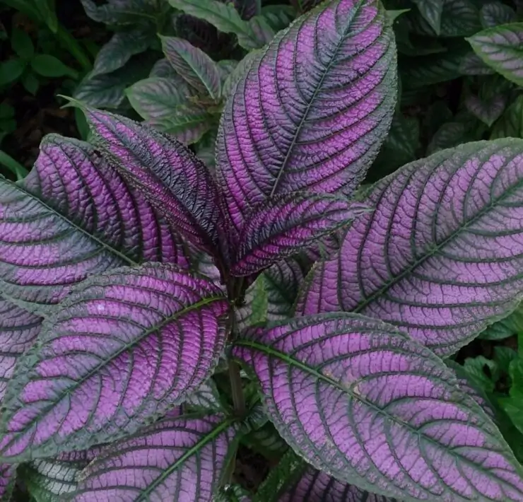 Persian Shield