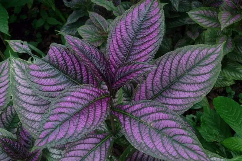 Persian Shield