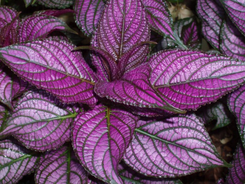 Persian Shield Plant