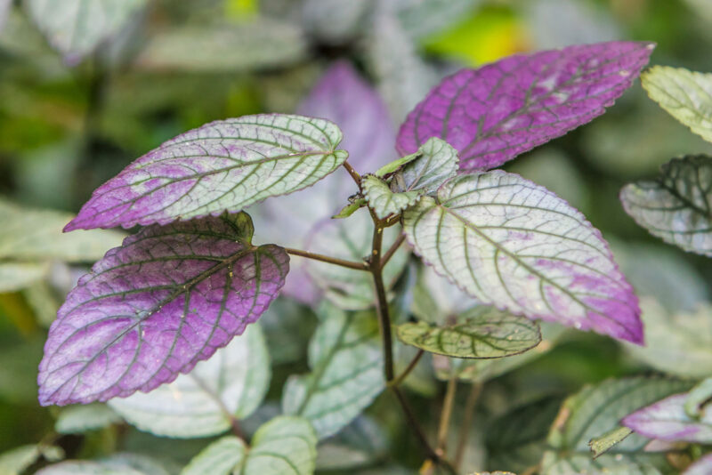 Pilea