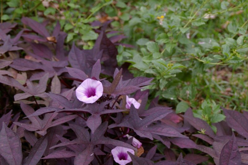 Potato Vine