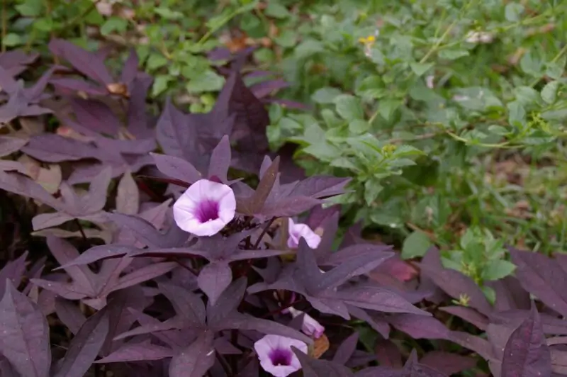 Potato Vine