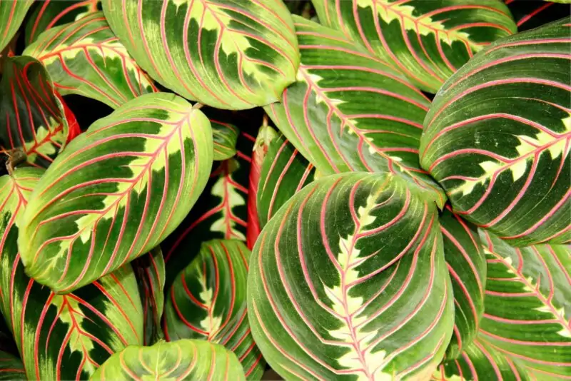 Prayer Plant