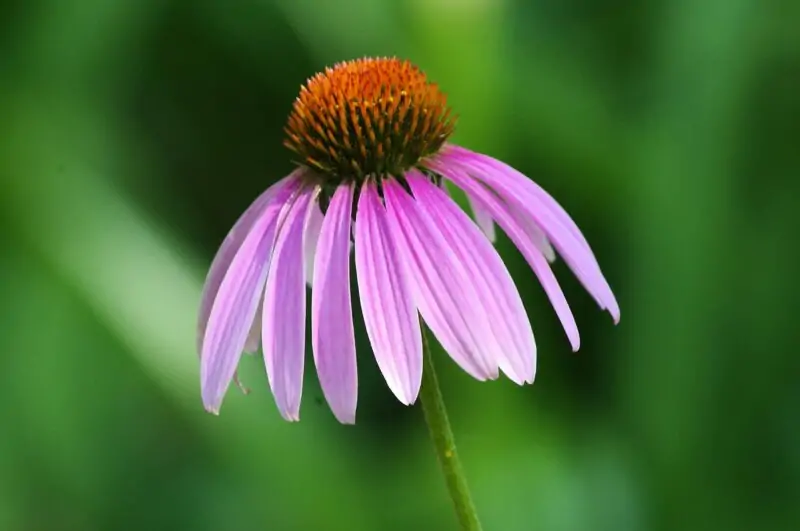 Purple Coneflower