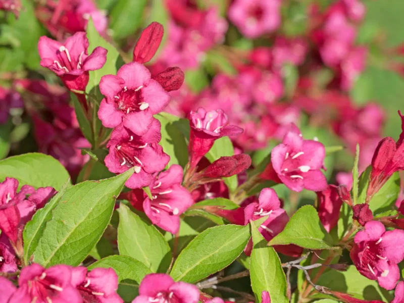 Purple Leaf Weigela