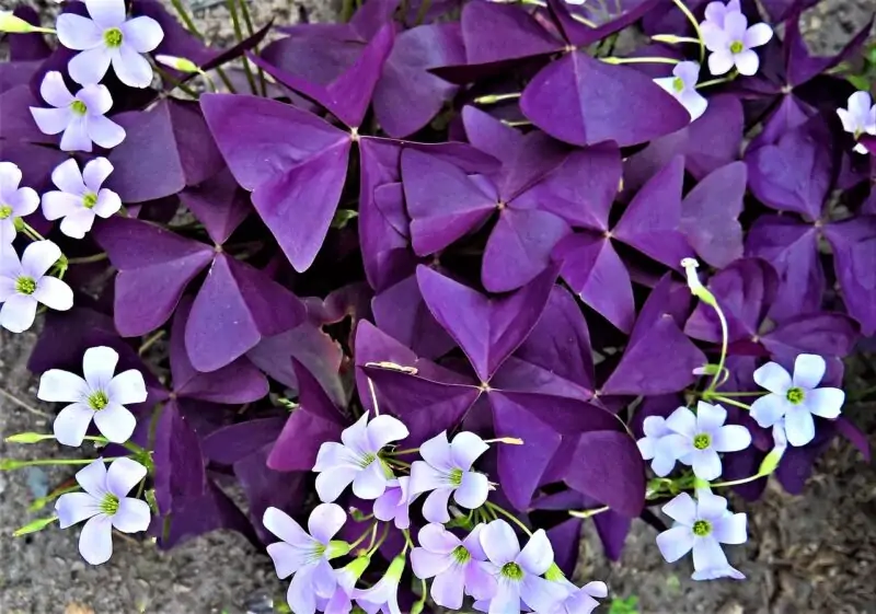 Purple Shamrock