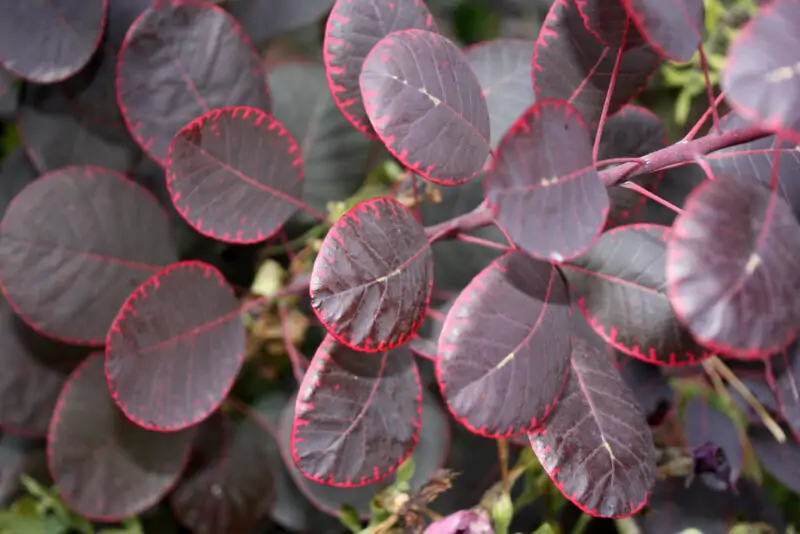 Royal Purple Smokebush