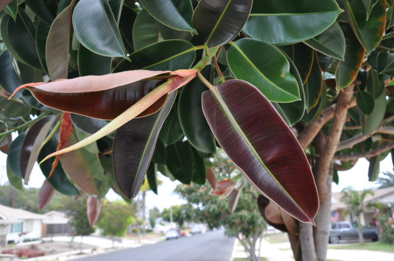 Rubber Tree Burgundy