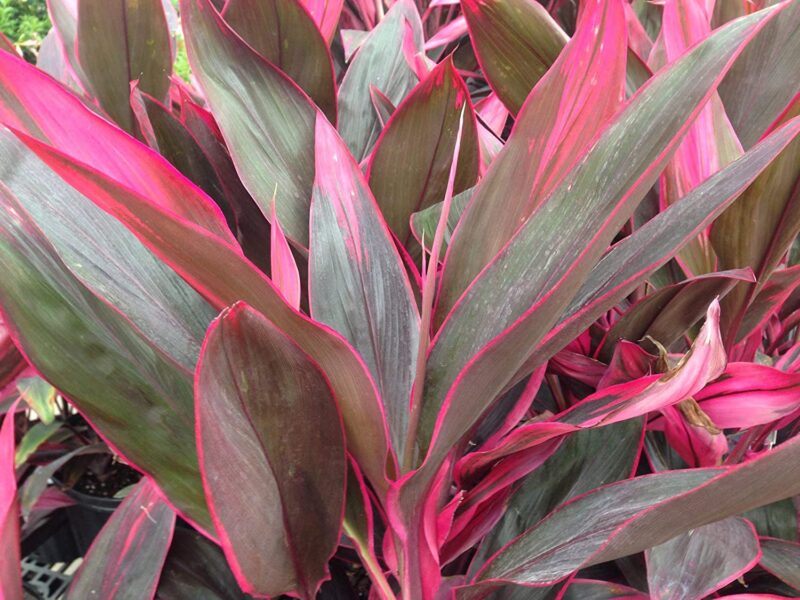 Ti Plant Cordyline Fruticosa