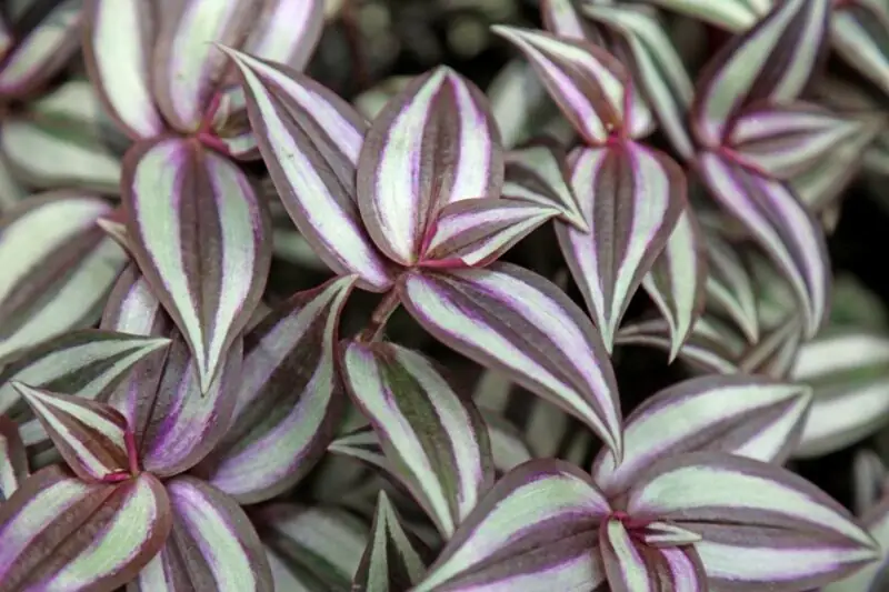 Wandering Jew Plant