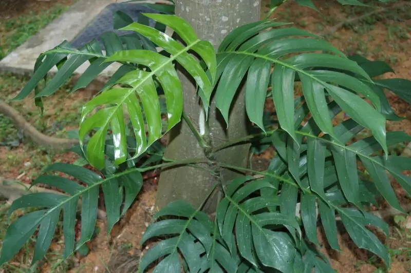 Rhaphidophora Decursiva climbers