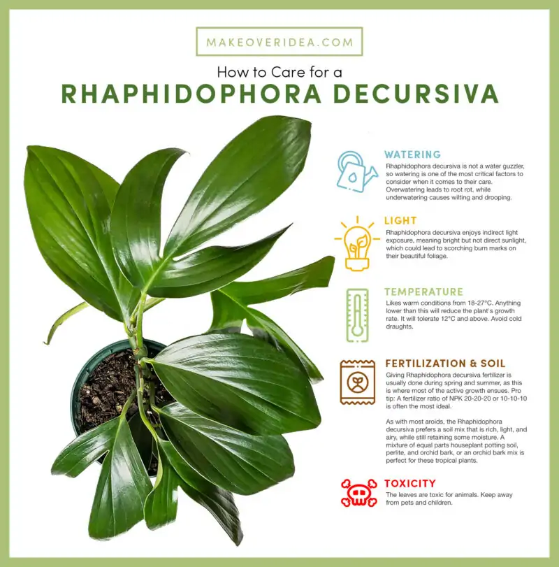 Rhaphidophora Decursiva how to care chart