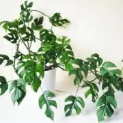 Rhaphidophora Decursiva in pot indoor