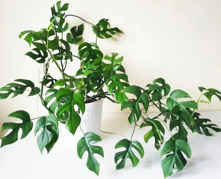 Rhaphidophora Decursiva in pot indoor