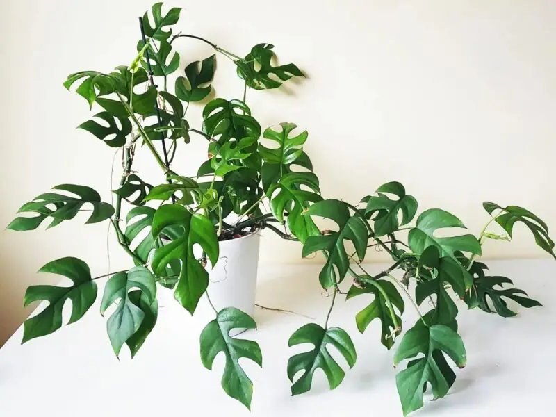 Rhaphidophora Decursiva in pot indoor