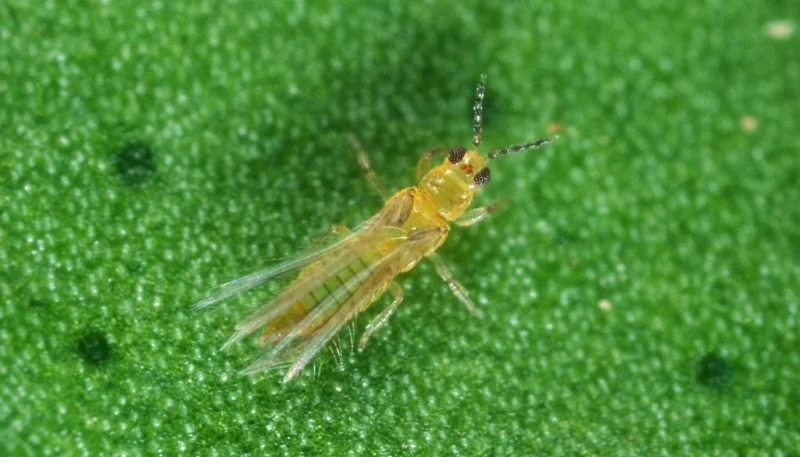 thrips