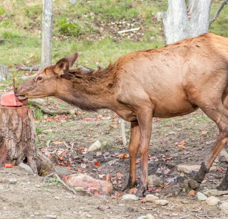 salt licks for deer