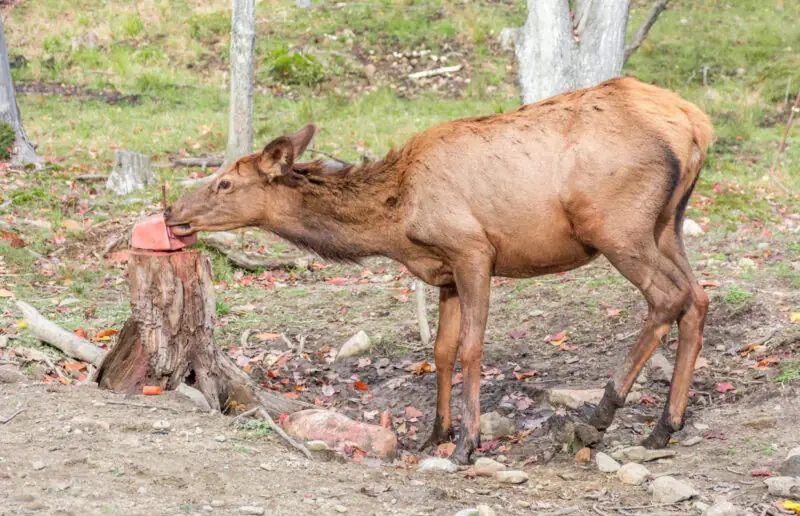 salt licks for deer