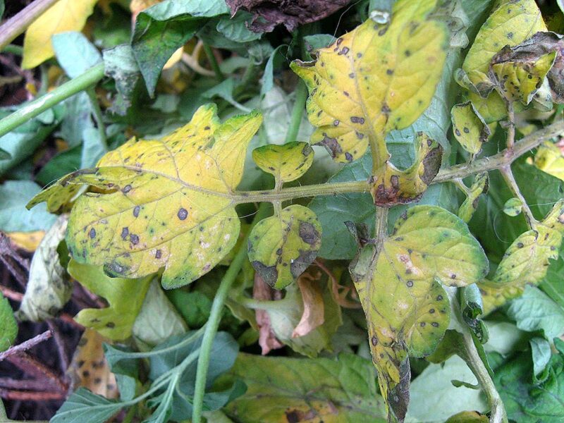 Preventing Septoria Leaf Spot