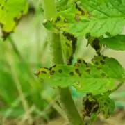 Septoria Leaf Spot on Tomato