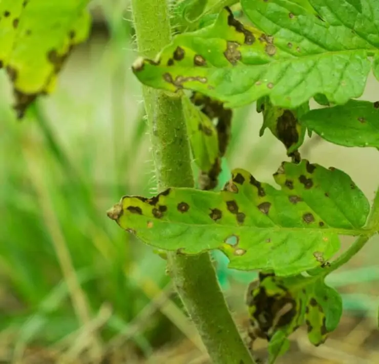 Septoria Leaf Spot on Tomato