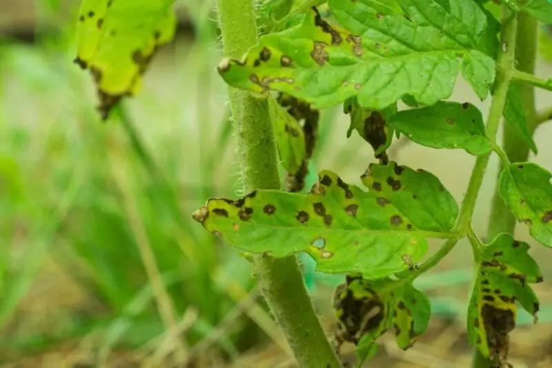 Septoria Leaf Spot on Tomato