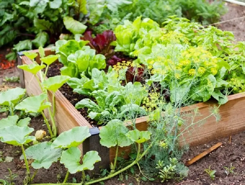 smal space vegetable gardens