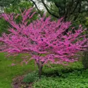 Cercis canadensis small tree with non invasive root