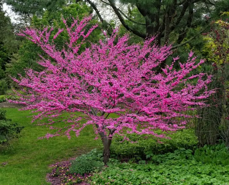 Cercis canadensis small tree with non invasive root