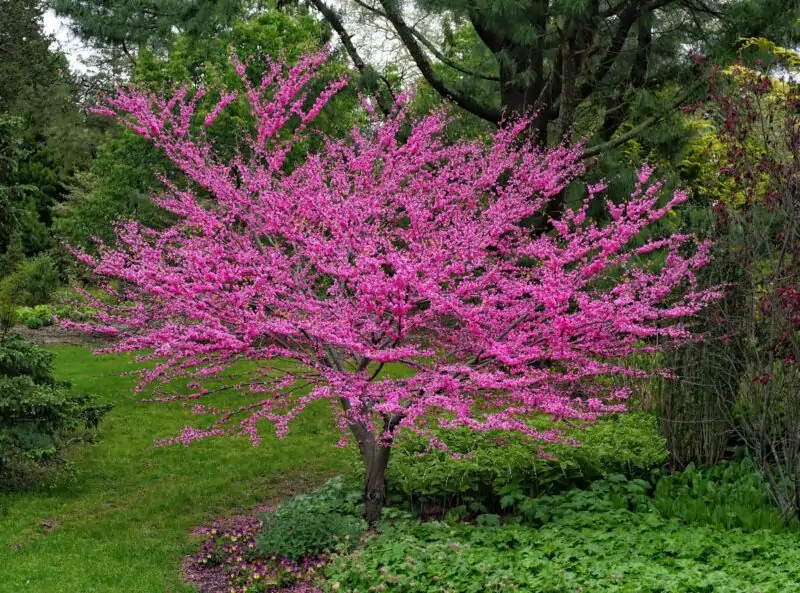 Cercis canadensis small tree with non invasive root