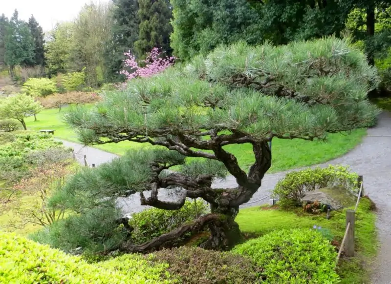 Japanese Black Pine