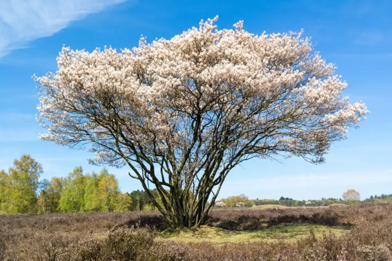 Serviceberry