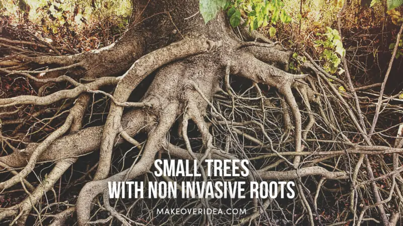 small trees with non invasive roots