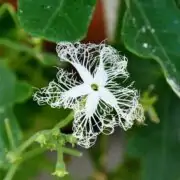 snake gourd trichosanthes cucumerina flower